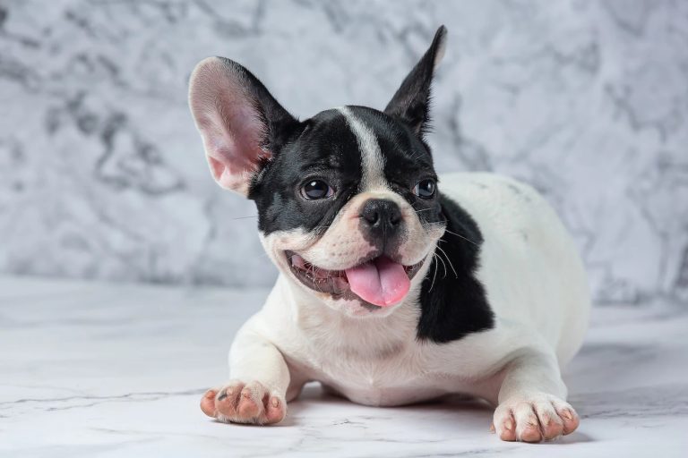 9-Top-Tips-to-Keep-Your-French-Bulldogs-in-Sydney-Happy-and-Healthy